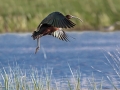 Plevica_Glossy_ibis_Plegadis_falcinellus_Ibisi_Threkionithidae_04.jpg