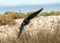 Plevica_Glossy_ibis_Plegadis_falcinellus_Ibisi_Threkionithidae_05.jpg