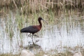 Plevica_Glossy_ibis_Plegadis_falcinellus_Ibisi_Threkionithidae_06.jpg