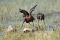 Plevica_Glossy_ibis_Plegadis_falcinellus_Ibisi_Threkionithidae_07.jpg