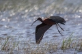 Plevica_Glossy_ibis_Plegadis_falcinellus_Ibisi_Threkionithidae_09.jpg