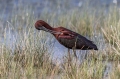 Plevica_Glossy_ibis_Plegadis_falcinellus_Ibisi_Threkionithidae_10.jpg