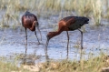 Plevica_Glossy_ibis_Plegadis_falcinellus_Ibisi_Threkionithidae_12.jpg