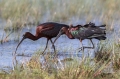 Plevica_Glossy_ibis_Plegadis_falcinellus_Ibisi_Threkionithidae_13.jpg