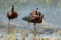 Plevica_Glossy_ibis_Plegadis_falcinellus_Ibisi_Threkionithidae_14.jpg