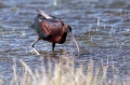 Plevica_Glossy_ibis_Plegadis_falcinellus_Ibisi_Threkionithidae_15.jpg