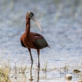 Plevica_Glossy_ibis_Plegadis_falcinellus_Ibisi_Threkionithidae_17.jpg