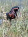 Plevica_Glossy_ibis_Plegadis_falcinellus_Ibisi_Threkionithidae_19.jpg
