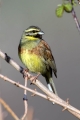 Plotni_strnad_Cirl_bunting_10.jpg