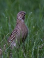 Prepelica_Ouail_Coturnix_coturnix_Poljske_kure_Phasianidae_13.jpg