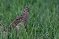 Prepelica_Ouail_Coturnix_coturnix_Poljske_kure_Phasianidae_14.jpg