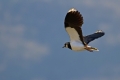 Priba_Lapwing_16.jpg