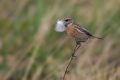 Prosnik_Stonechat_52.jpg