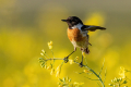 Prosnik_Stonechat_90.jpg