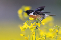 Prosnik_Stonechat_91.jpg