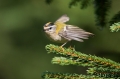 Ime datoteke=Rdeceglavi_kraljicek_Goldcrest_Regulus_regulus_16.jpg
Velikost datoteke=213KB
Dimenzija=950x633
Datum objave=20.05.2016 Rdeceglavi_kraljicek_Goldcrest_Regulus_regulus_16.jpg