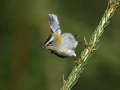 Ime datoteke=Rdeceglavi_kraljicek_Goldcrest_Regulus_regulus_24.jpg
Velikost datoteke=176KB
Dimenzija=900x675
Datum objave=12.08.2017 Rdeceglavi_kraljicek_Goldcrest_Regulus_regulus_24.jpg