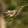 Rdeceglavi_kraljicek_Goldcrest_Regulus_regulus_49.jpg