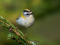 Rdeceglavi_kraljicek_Goldcrest_Regulus_regulus_52.jpg