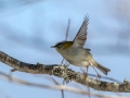 Ime datoteke=Rdeceglavi_kraljicek_Goldcrest_Regulus_regulus_56.jpg
Velikost datoteke=202KB
Dimenzija=900x675
Datum objave=29.12.2017 Rdeceglavi_kraljicek_Goldcrest_Regulus_regulus_56.jpg