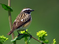 Ime datoteke=Repajlscica_Whinchat_06.jpg
Velikost datoteke=166KB
Dimenzija=800x600
Datum objave=02.04.2008 Repajlscica_Whinchat_06.jpg