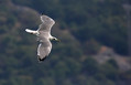 Rumenonogi_galeb_Yellow_legged_gull_05.jpg