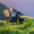 Rusevec_Black_grouse_Tetrao_tetrix_Koconoge_kure_Tetraonidae_Rusevec_18.jpg