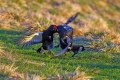 Ime datoteke=Rusevec_Black_grouse_Tetrao_tetrix_Koconoge_kure_Tetraonidae_Rusevec_31.jpg
Velikost datoteke=336KB
Dimenzija=900x600
Datum objave=12.08.2017 Rusevec_Black_grouse_Tetrao_tetrix_Koconoge_kure_Tetraonidae_Rusevec_31.jpg