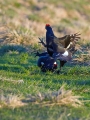 Ime datoteke=Rusevec_Black_grouse_Tetrao_tetrix_Koconoge_kure_Tetraonidae_Rusevec_38.jpg
Velikost datoteke=334KB
Dimenzija=676x900
Datum objave=29.01.2018 Rusevec_Black_grouse_Tetrao_tetrix_Koconoge_kure_Tetraonidae_Rusevec_38.jpg