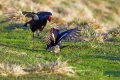 Ime datoteke=Rusevec_Black_grouse_Tetrao_tetrix_Koconoge_kure_Tetraonidae_Rusevec_40.jpg
Velikost datoteke=341KB
Dimenzija=900x600
Datum objave=31.07.2018 Rusevec_Black_grouse_Tetrao_tetrix_Koconoge_kure_Tetraonidae_Rusevec_40.jpg