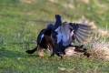 Ime datoteke=Rusevec_Black_grouse_Tetrao_tetrix_Koconoge_kure_Tetraonidae_Rusevec_46.jpg
Velikost datoteke=318KB
Dimenzija=900x600
Datum objave=27.06.2018 Rusevec_Black_grouse_Tetrao_tetrix_Koconoge_kure_Tetraonidae_Rusevec_46.jpg