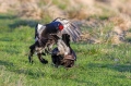 Ime datoteke=Rusevec_Black_grouse_Tetrao_tetrix_Koconoge_kure_Tetraonidae_Rusevec_49.jpg
Velikost datoteke=385KB
Dimenzija=950x633
Datum objave=15.05.2017 Rusevec_Black_grouse_Tetrao_tetrix_Koconoge_kure_Tetraonidae_Rusevec_49.jpg