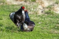 Ime datoteke=Rusevec_Black_grouse_Tetrao_tetrix_Koconoge_kure_Tetraonidae_Rusevec_52.jpg
Velikost datoteke=345KB
Dimenzija=900x600
Datum objave=28.08.2018 Rusevec_Black_grouse_Tetrao_tetrix_Koconoge_kure_Tetraonidae_Rusevec_52.jpg