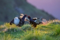 Ime datoteke=Rusevec_Black_grouse_Tetrao_tetrix_Koconoge_kure_Tetraonidae_Rusevec_53.jpg
Velikost datoteke=225KB
Dimenzija=900x600
Datum objave=22.02.2017 Rusevec_Black_grouse_Tetrao_tetrix_Koconoge_kure_Tetraonidae_Rusevec_53.jpg
