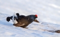 Ime datoteke=Rusevec_Black_grouse_Tetrao_tetrix_Koconoge_kure_Tetraonidae_Rusevec_61~0.jpg
Velikost datoteke=215KB
Dimenzija=1000x622
Datum objave=31.03.2018 Rusevec_Black_grouse_Tetrao_tetrix_Koconoge_kure_Tetraonidae_Rusevec_61~0.jpg
