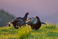 Ime datoteke=Rusevec_Black_grouse_Tetrao_tetrix_Koconoge_kure_Tetraonidae_Rusevec_62.jpg
Velikost datoteke=250KB
Dimenzija=900x600
Datum objave=18.04.2018 Rusevec_Black_grouse_Tetrao_tetrix_Koconoge_kure_Tetraonidae_Rusevec_62.jpg