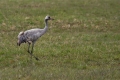 Sivi_zerjav_Grus_grus_Crane_Zerjavi_Gruidae_02.jpg