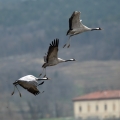 Sivi_zerjav_Grus_grus_Crane_Zerjavi_Gruidae_03.jpg