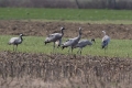 Sivi_zerjav_Grus_grus_Crane_Zerjavi_Gruidae_05.jpg