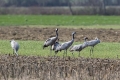 Sivi_zerjav_Grus_grus_Crane_Zerjavi_Gruidae_09.jpg