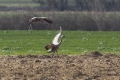 Sivi_zerjav_Grus_grus_Crane_Zerjavi_Gruidae_10.jpg