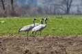 Sivi_zerjav_Grus_grus_Crane_Zerjavi_Gruidae_18.jpg