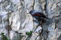 Skalni_plezalcek_Wallcreeper_Tiichodroma_muraria_Skalni_plezalcki_Tichodromadidae_01.jpg