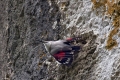 Skalni_plezalcek_Wallcreeper_Tiichodroma_muraria_Skalni_plezalcki_Tichodromadidae_03.jpg