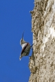 Skalni_plezalcek_Wallcreeper_Tiichodroma_muraria_Skalni_plezalcki_Tichodromadidae_06.jpg