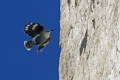 Skalni_plezalcek_Wallcreeper_Tiichodroma_muraria_Skalni_plezalcki_Tichodromadidae_07.jpg