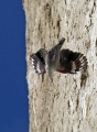 Skalni_plezalcek_Wallcreeper_Tiichodroma_muraria_Skalni_plezalcki_Tichodromadidae_08.jpg