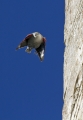 Skalni_plezalcek_Wallcreeper_Tiichodroma_muraria_Skalni_plezalcki_Tichodromadidae_09.jpg