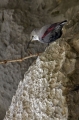 Skalni_plezalcek_Wallcreeper_Tiichodroma_muraria_Skalni_plezalcki_Tichodromadidae_14.jpg