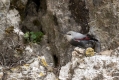 Skalni_plezalcek_Wallcreeper_Tiichodroma_muraria_Skalni_plezalcki_Tichodromadidae_20.jpg